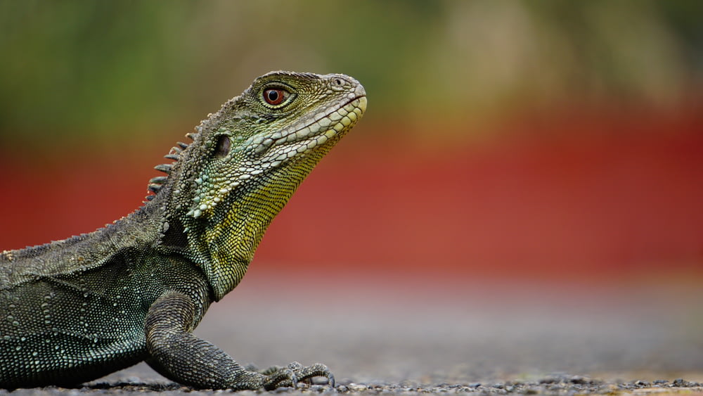 macro photography of green iguana on brown surface