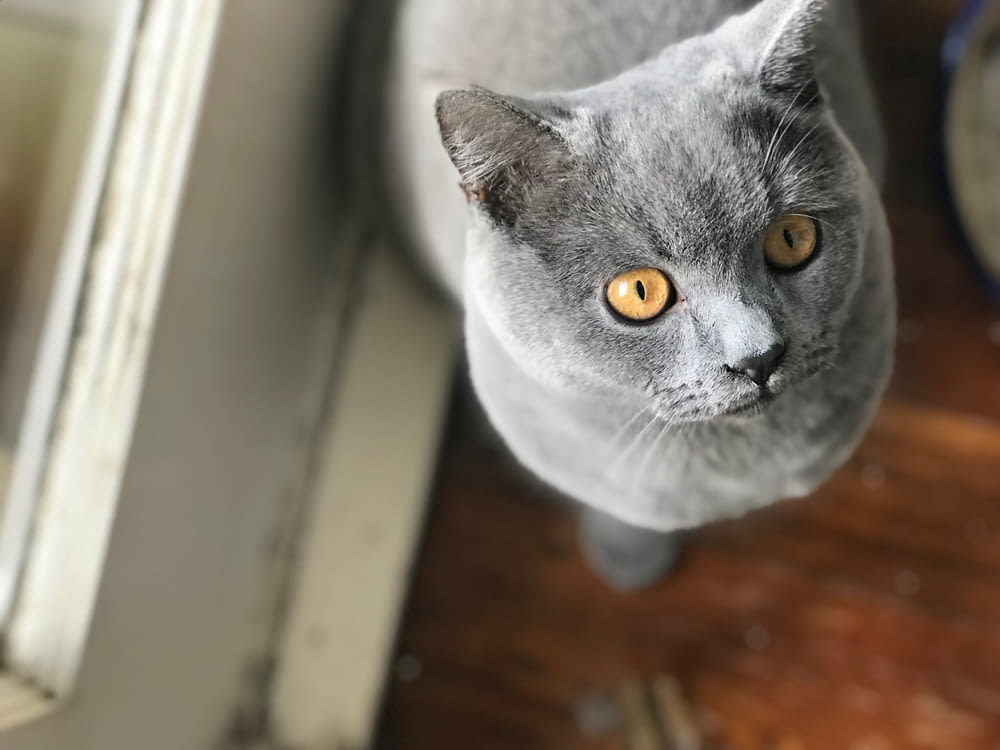 a gray cat looking up at the camera