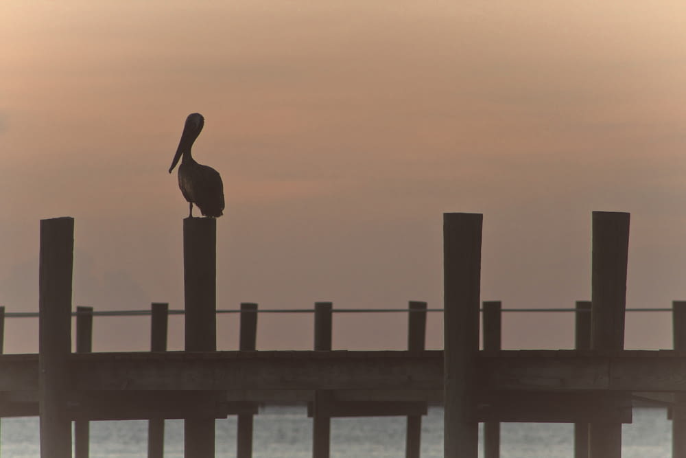 pelican bird perching on wooden bridge \