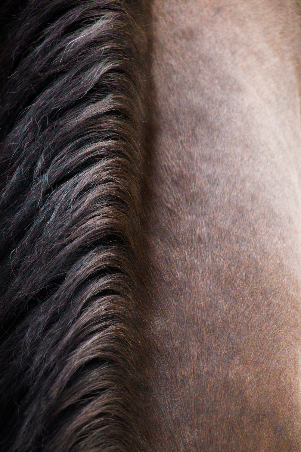 a close up of a horse's mane and mane