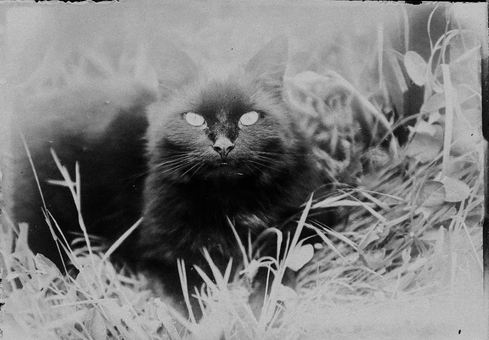 草の上の猫のグレースケール写真