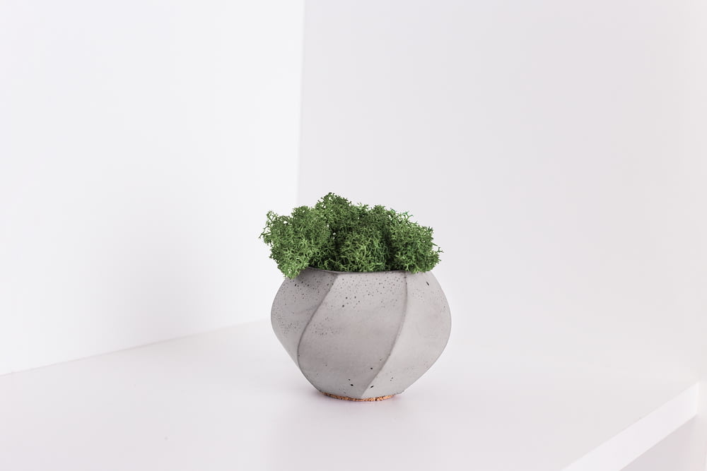 plant in gray pot