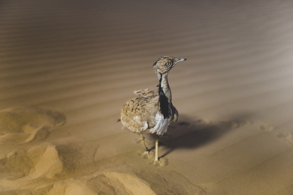 砂の上の雌鶏