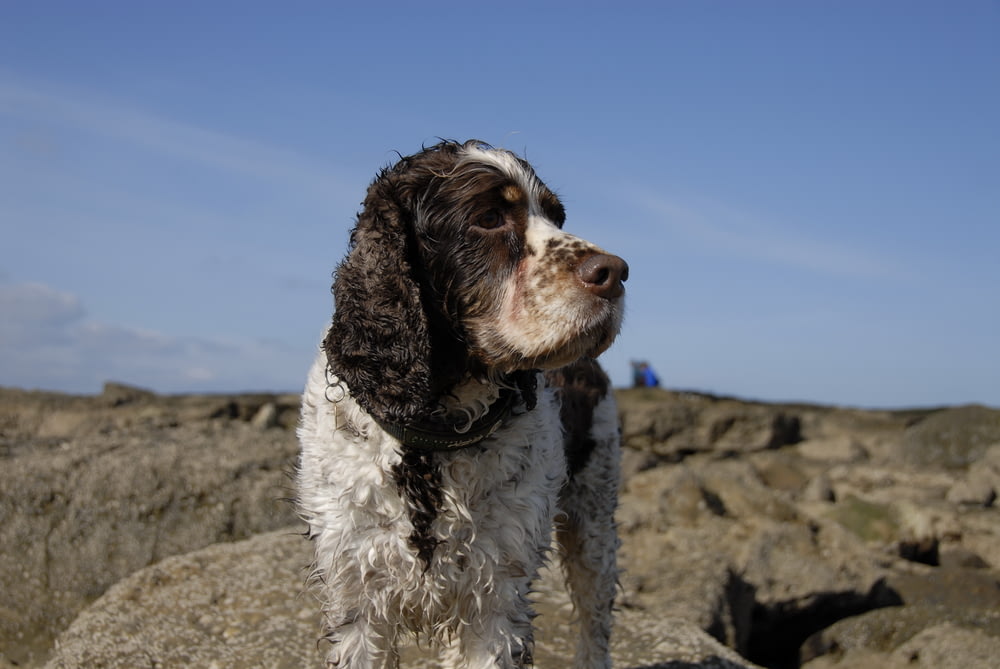 short-coated brown and white dog on rock during daytime