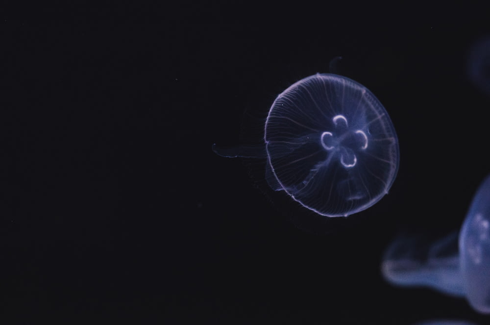 white and blue jellyfish