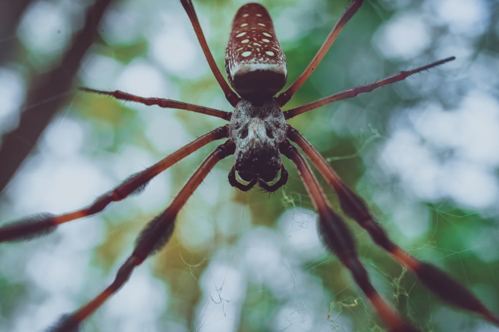 closeup photo of red and black spider