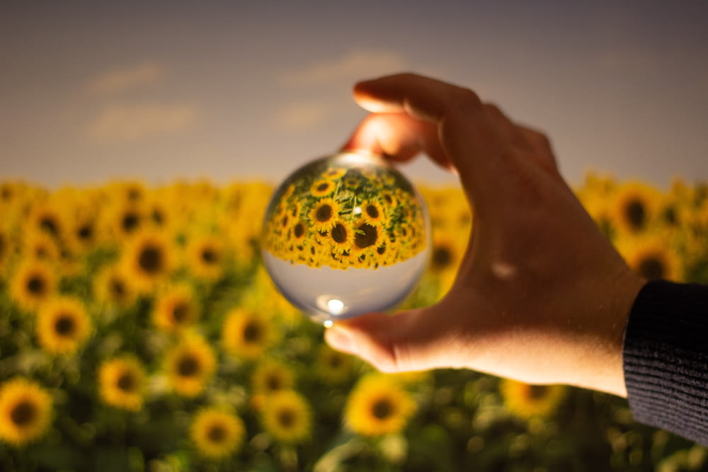 clear glass orb refracting yellow sunflowers