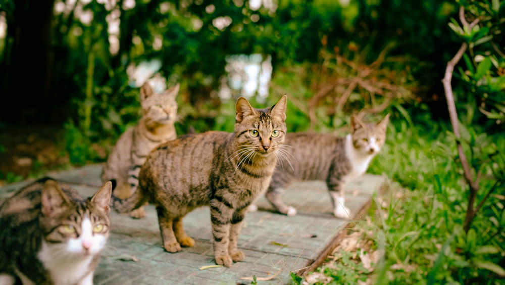 vier braune Katzen