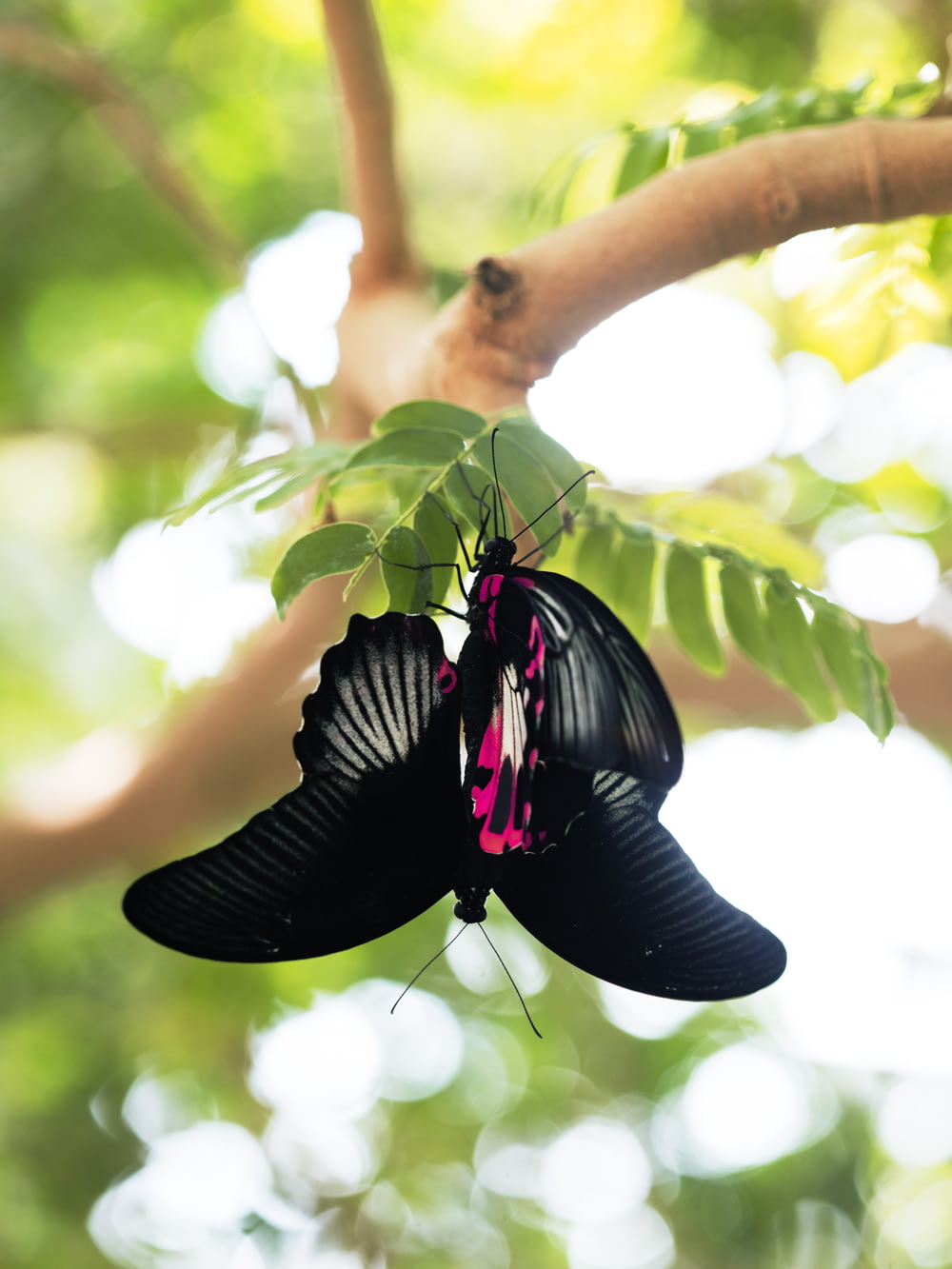 two black-and-pink butterflies