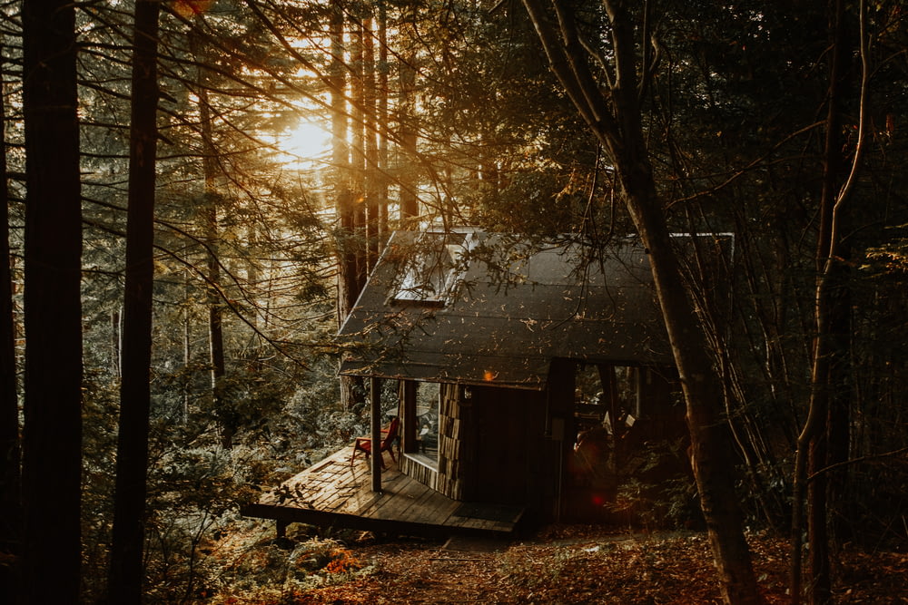 gray wooden house in forest