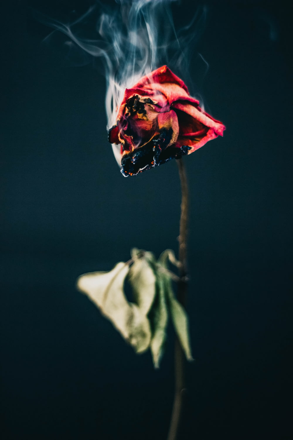 Brûlure de fleur de rose rouge
