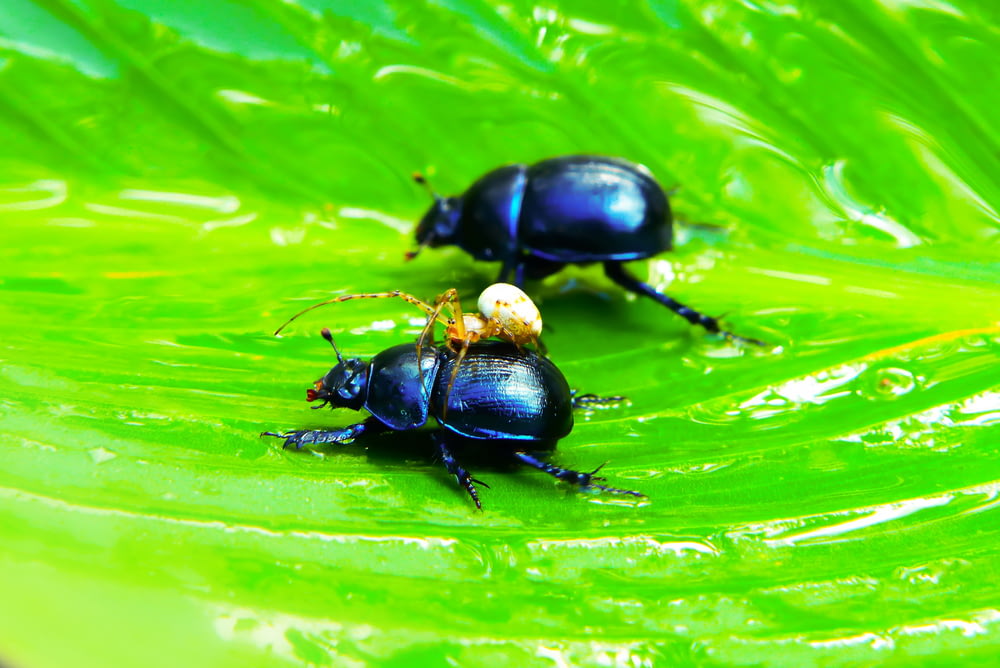 two beetles on green leaf