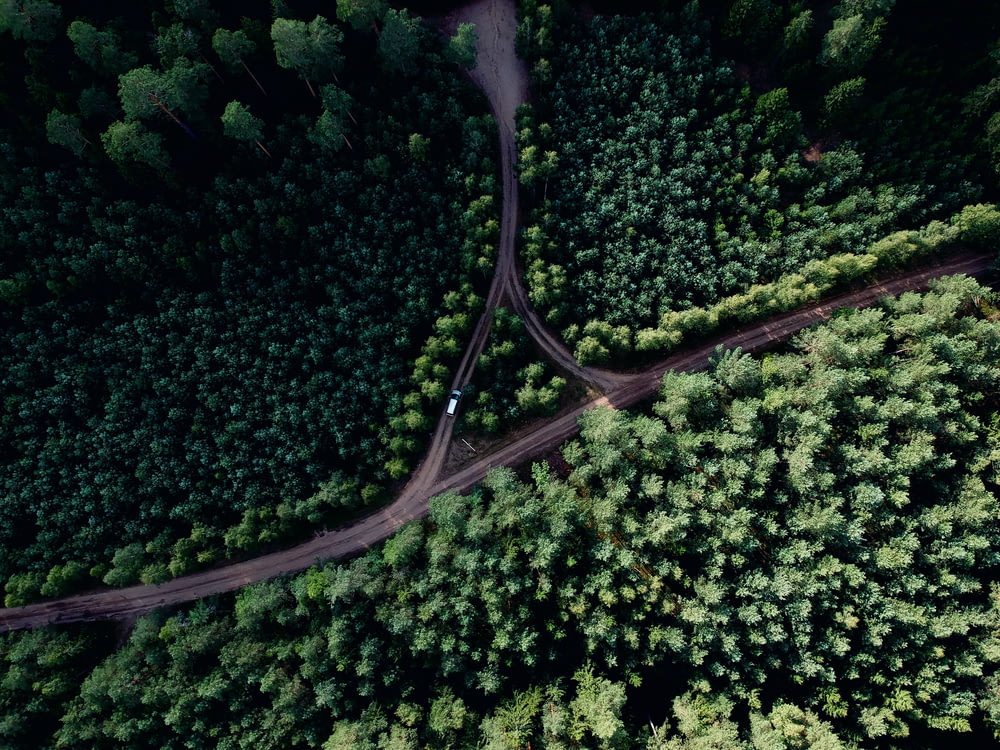 aerial photo of road at middle of forest