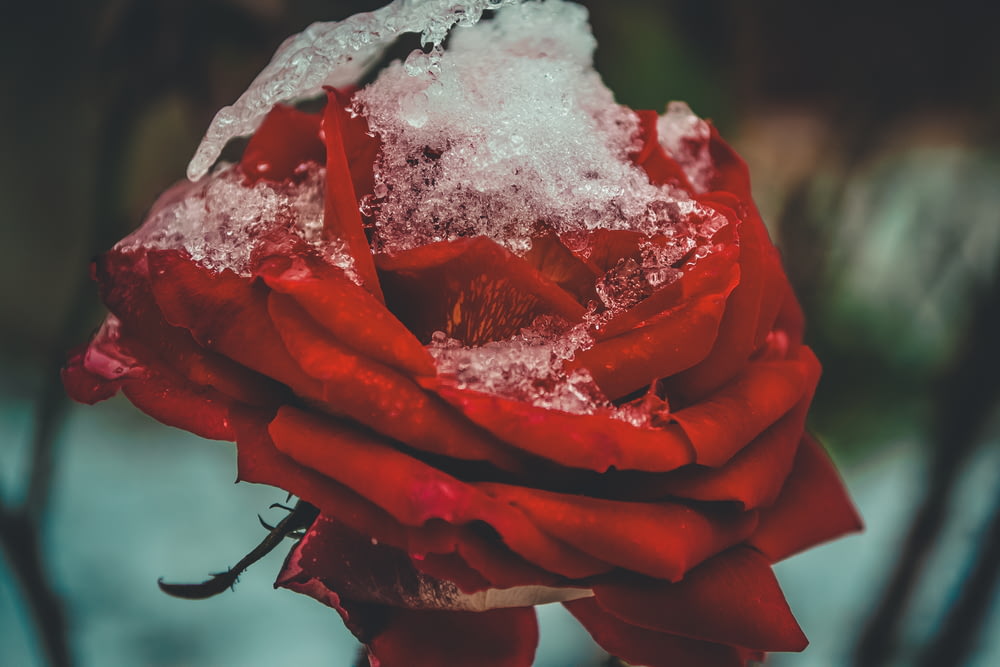 foto de foco seletivo da flor de rosa vermelha