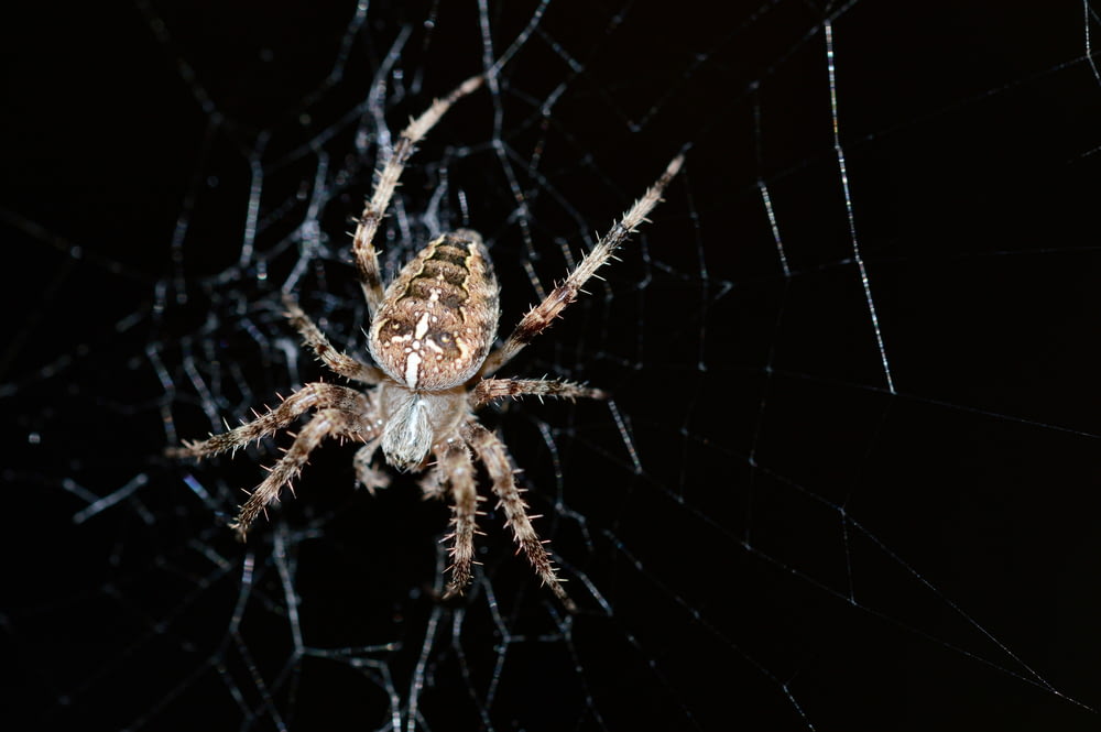 brown spider on webs