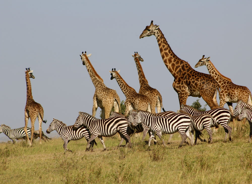 Groupe de girafes et de zèbres