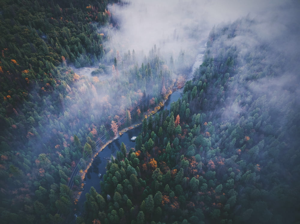 aerial photography of green pine trees
