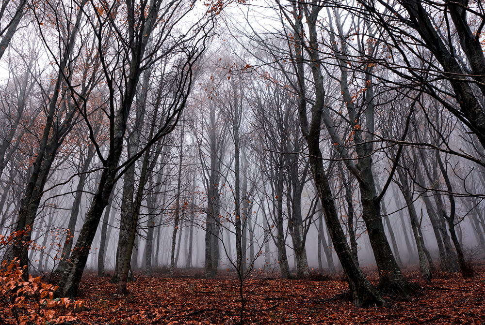 landscape photography of bare trees in forest