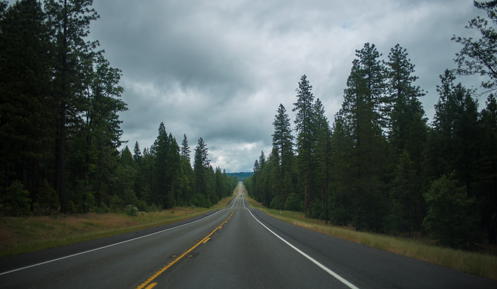 asphalt road between green trees