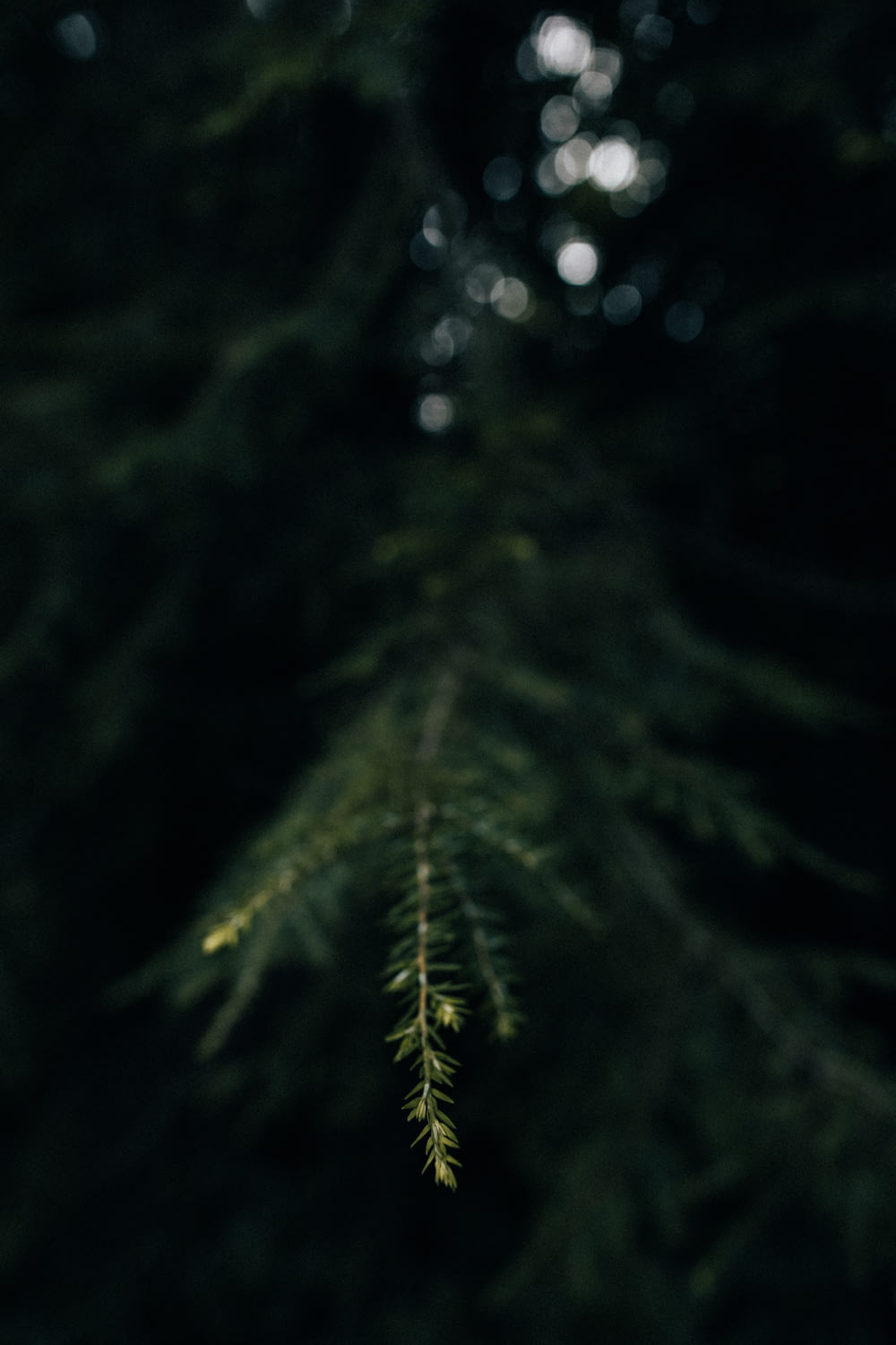 closeup photo of pine tree