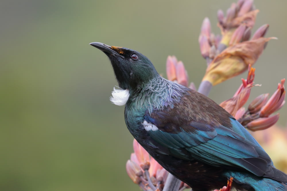 boat-tailed grackle on flower
