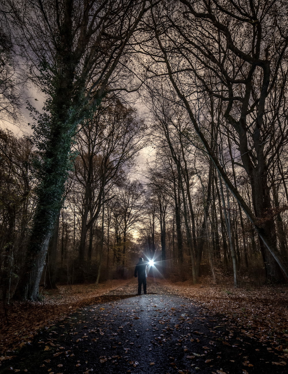 silhouette of person holding flashlight surrounded by withered trees