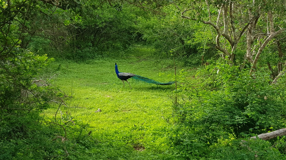 peacock on grass