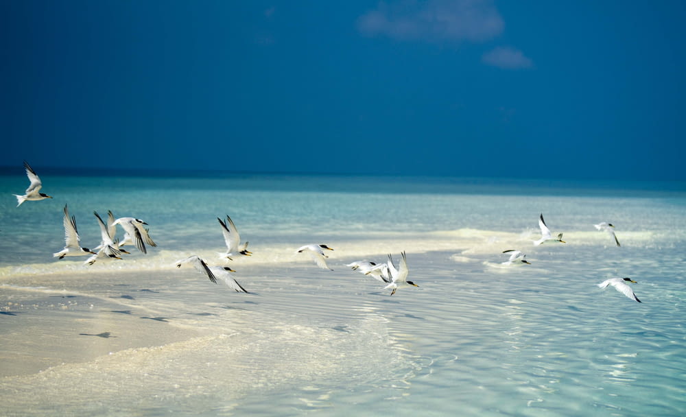 flock of terns flying above shore during daytime