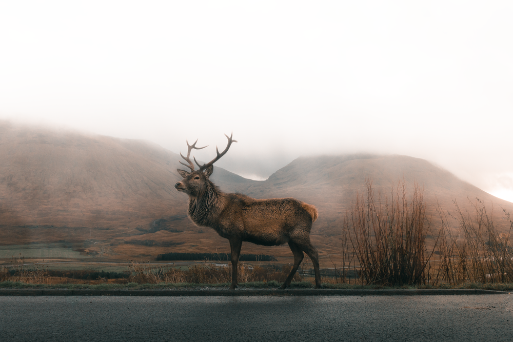 brown deer on road under gray sky