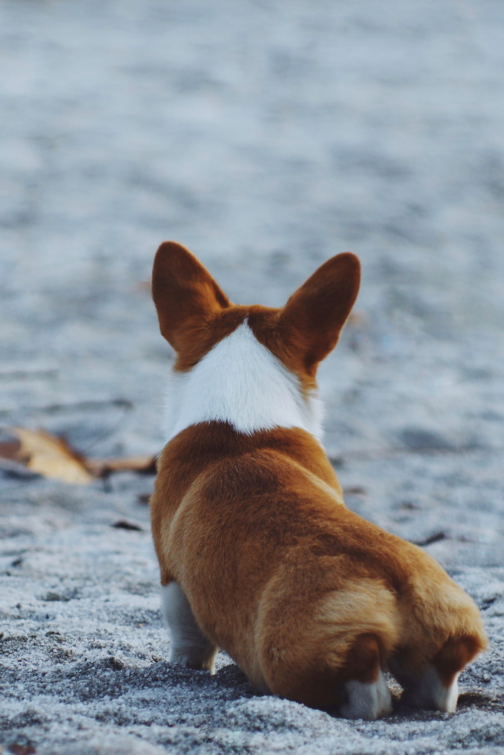 brown and white puppy lying on sand