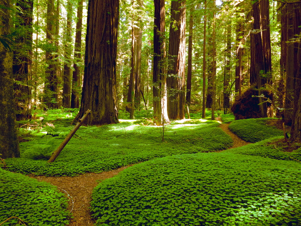 photographie de paysage de champ d’herbe verte et d’arbres bruns