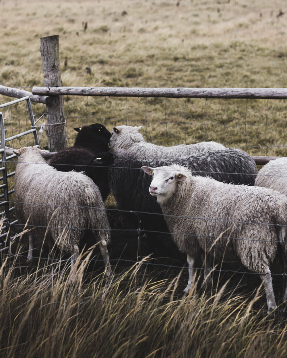 grupo de ovejas en jaula