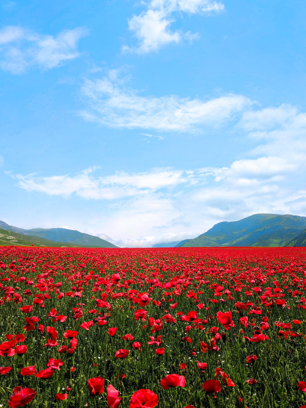 campo di fiori rossi