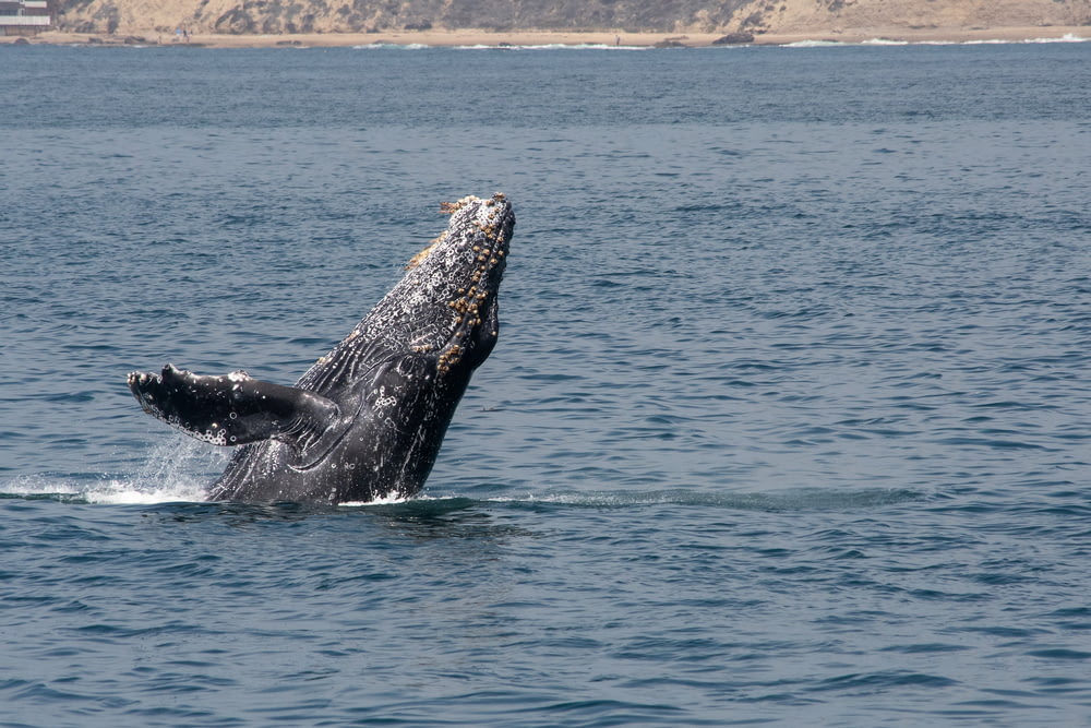 Baleine noire pendant la journée