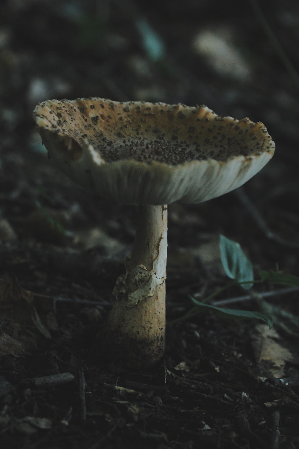 view of beige mushroom
