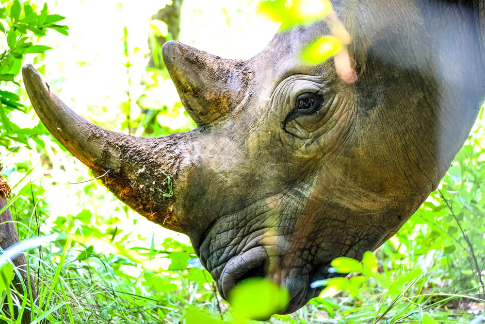 rhinoceros eating grass during daytime