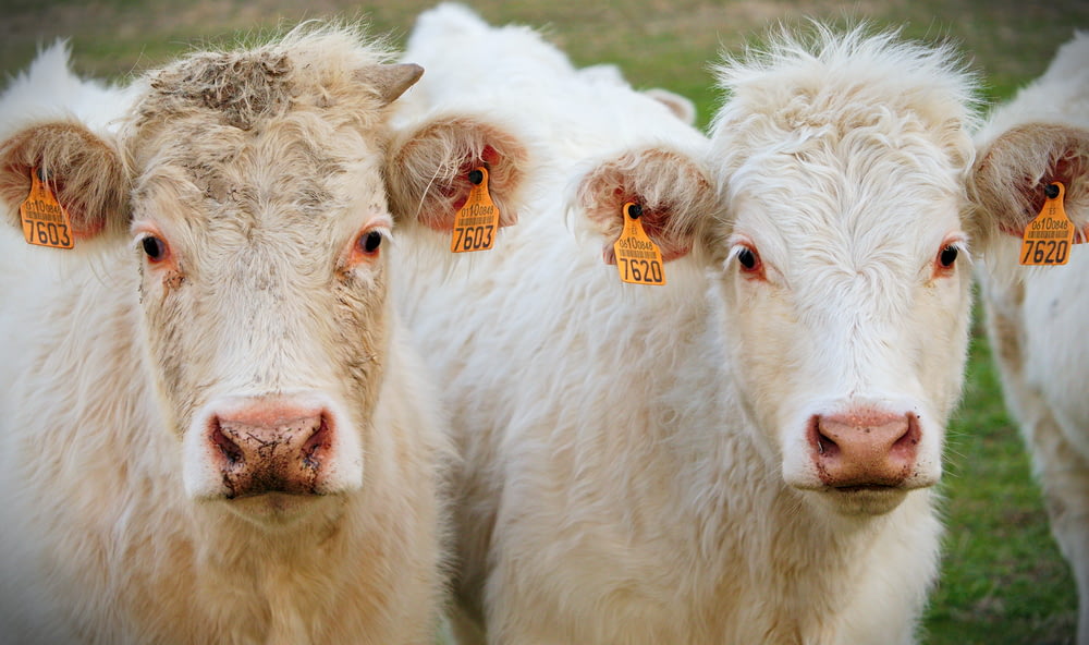 two white cows during daytime