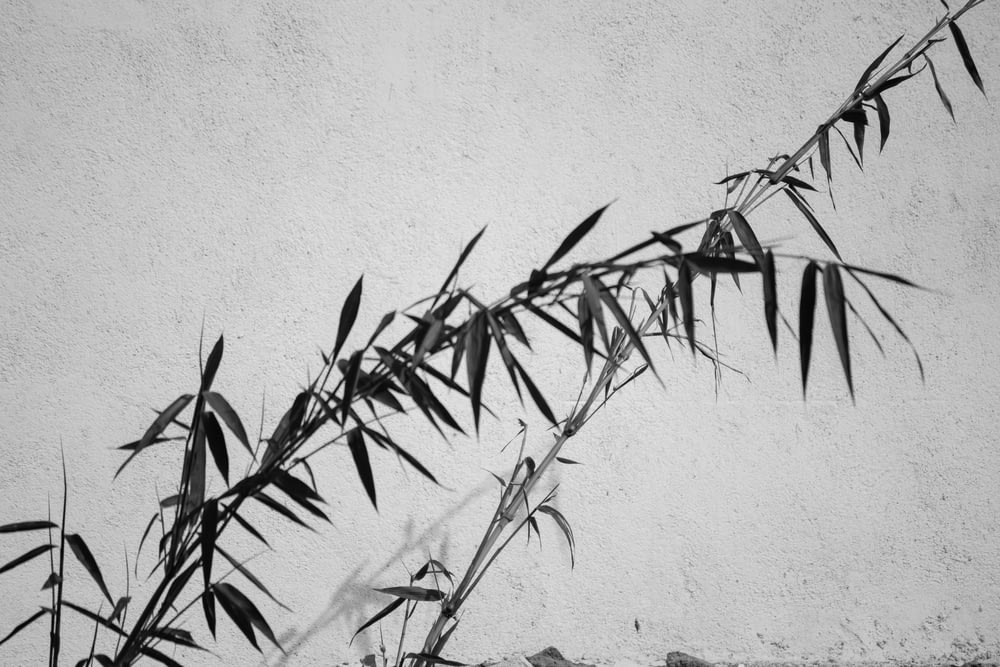 grayscale photography of bamboo grass