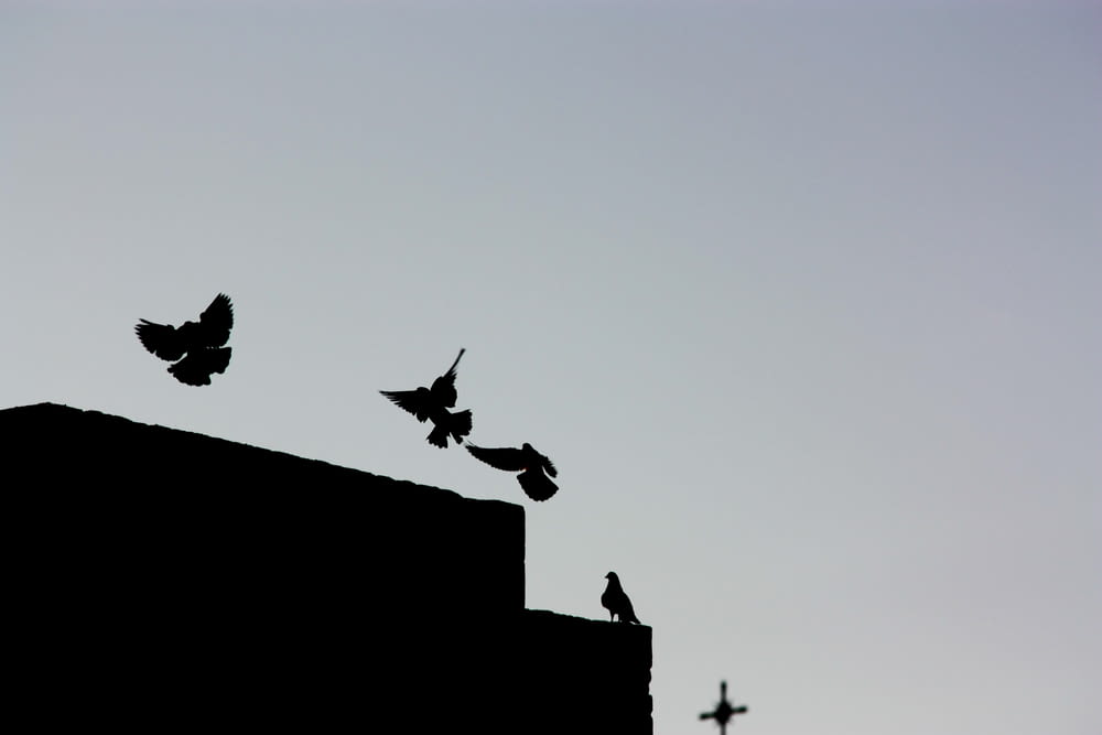 silhouette of birds on rooftop