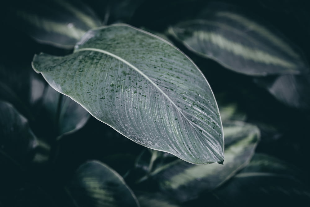 dew drops on green plant leaf