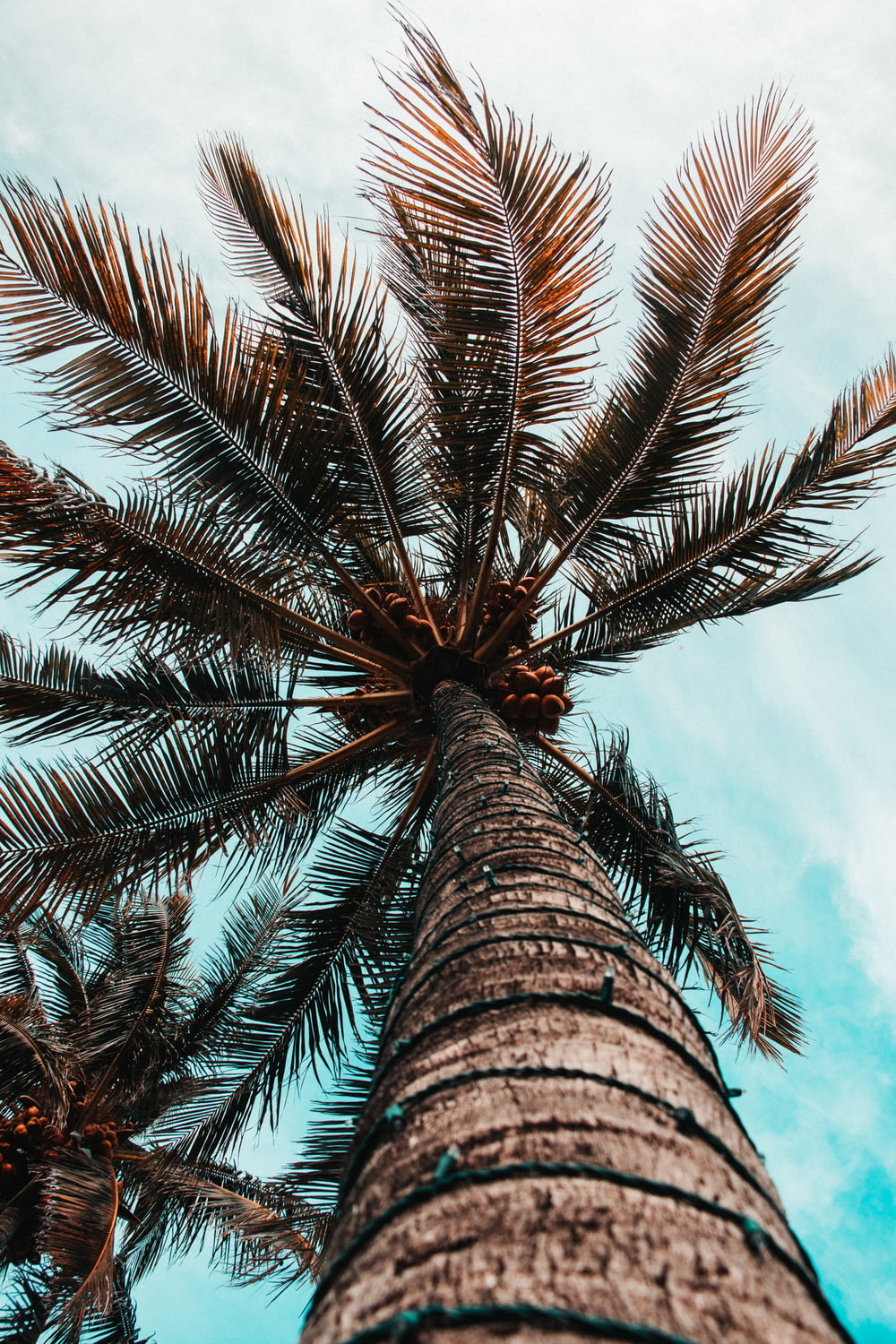 low angle photography of coconut tree