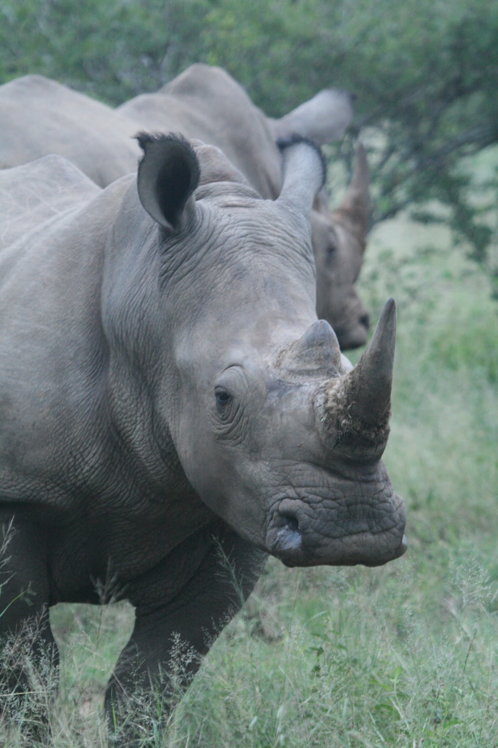 rhinoceros standing near trees during daytime