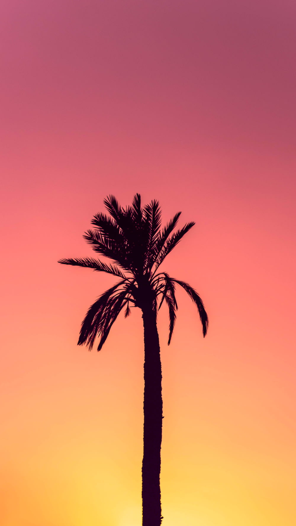 Fotografia della silhouette della palma