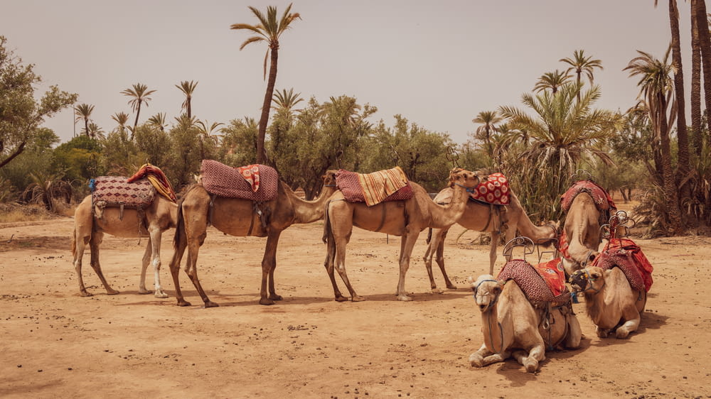 Foto di sette cammelli marroni