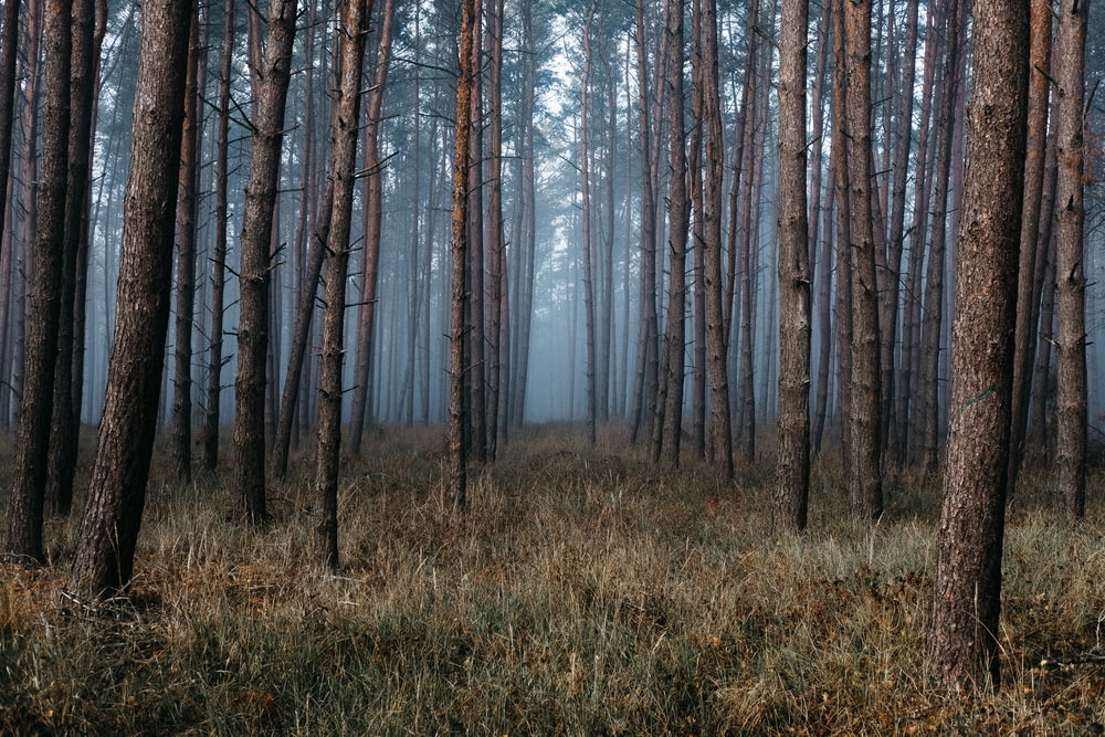 fog in woods