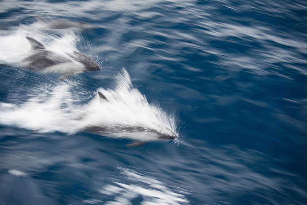 due delfini che nuotano sull'acqua