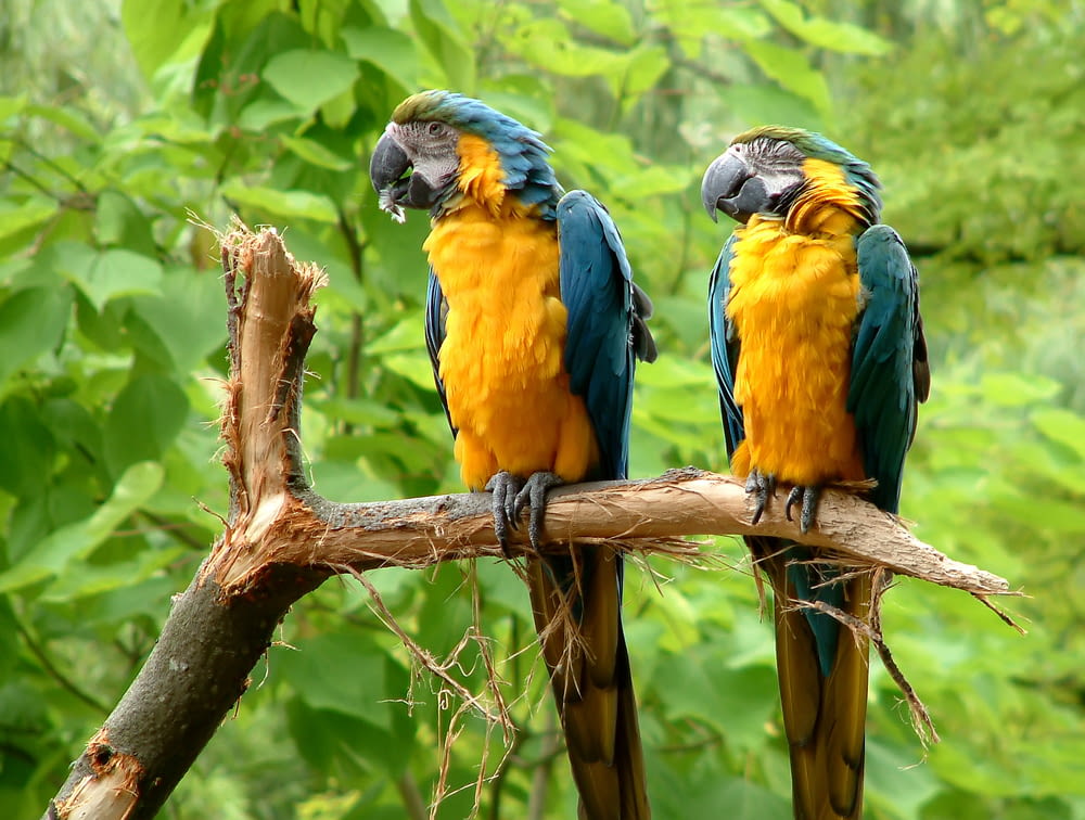 two yellow parrots on perching on twig