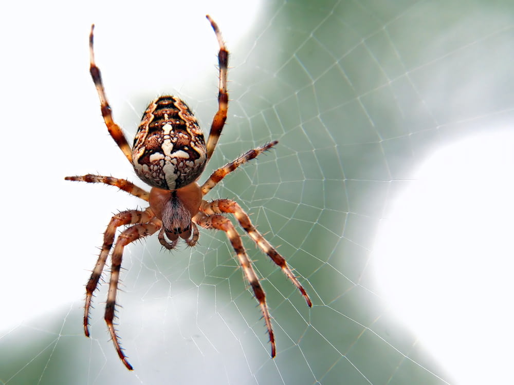 Fotografia de close-up de aranha marrom e preta