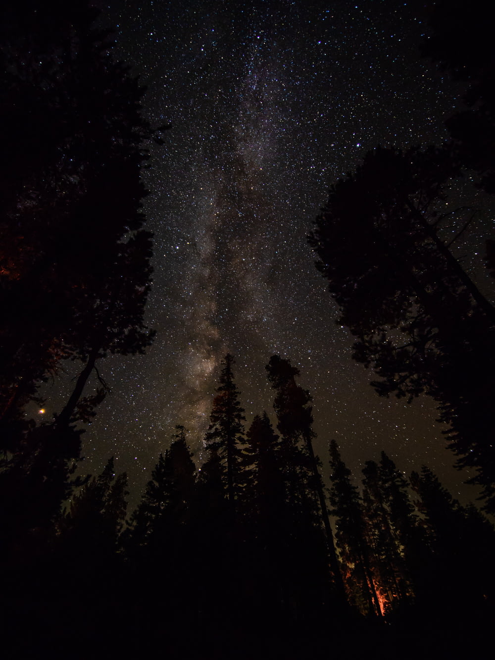 silhouette of pine trees under clear night sky