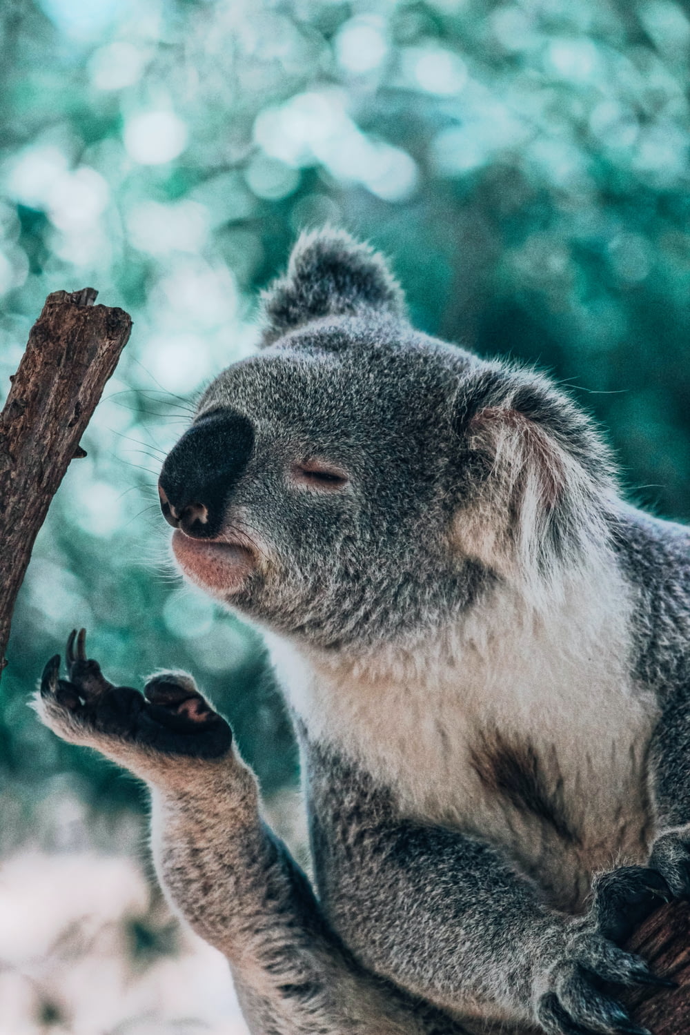 koala orso che sente l'odore del piede